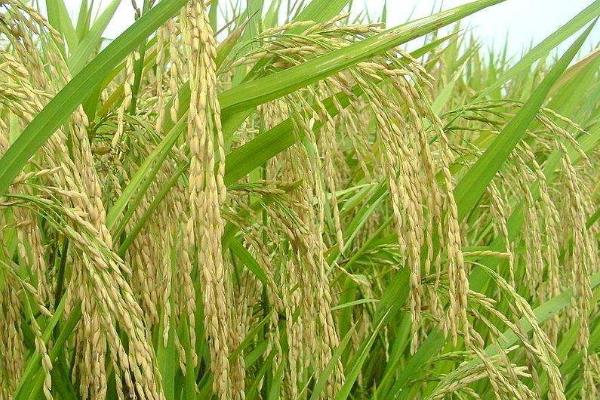北0619水稻品种简介，全生育期150.0天