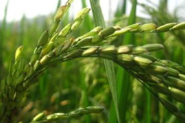 京粳6号水稻品种简介，每亩有效穗数21.6万穗