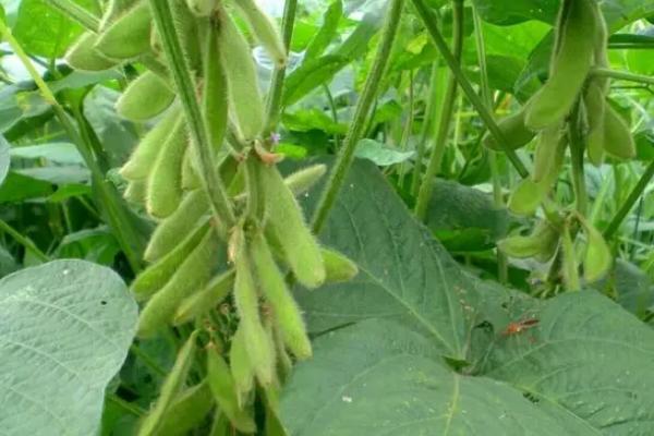 石豆26大豆品种的特性，每亩追施提苗肥尿素15kg