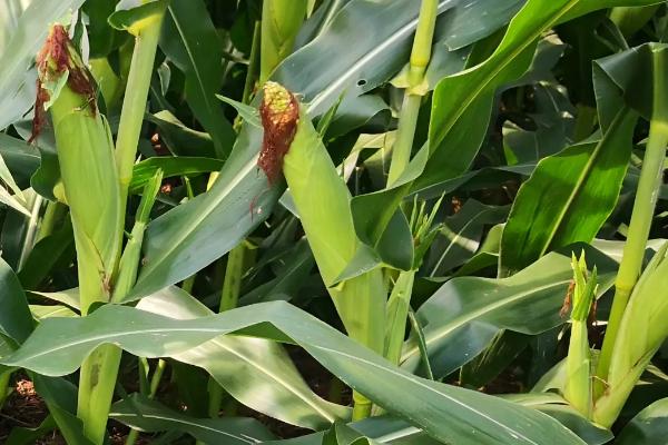 晋彩糯3号玉米种子特点，适宜播期4月下旬至6月中旬