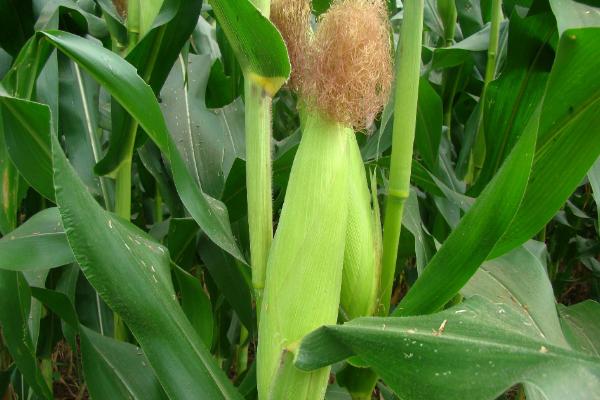 DF992玉米种子特征特性，适宜播期4月下旬至5月上旬
