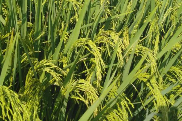 晋稻20号水稻品种的特性，适宜播期4月上中旬