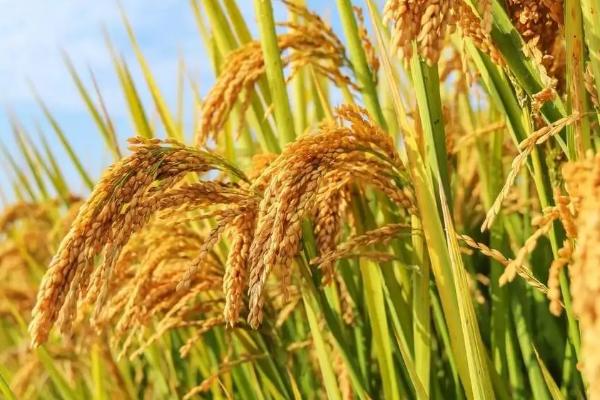 隆锋优1549水稻种子介绍，籼型三系杂交晚稻迟熟品种