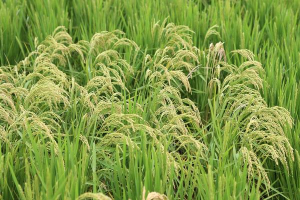 隆锋优1549水稻种子介绍，籼型三系杂交晚稻迟熟品种