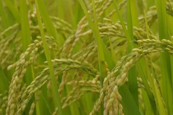 京优382水稻种子特征特性，5月中下旬播种