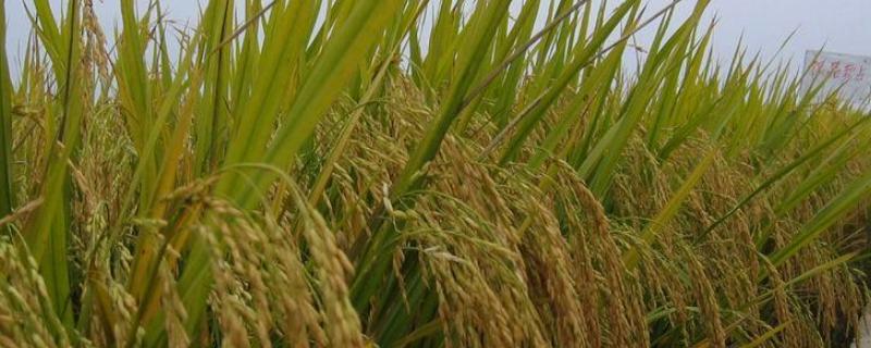 京优382水稻种子特征特性，5月中下旬播种