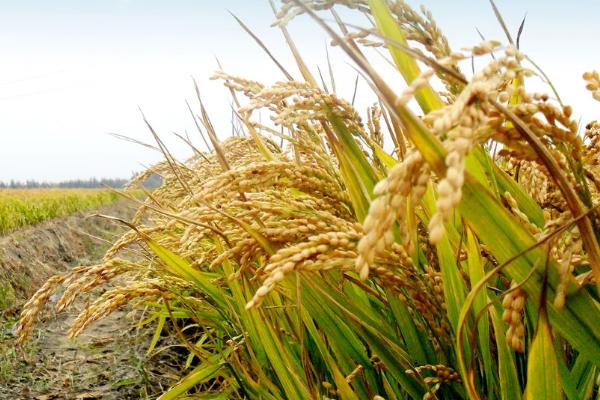 金稻939水稻品种的特性，全生育期176天