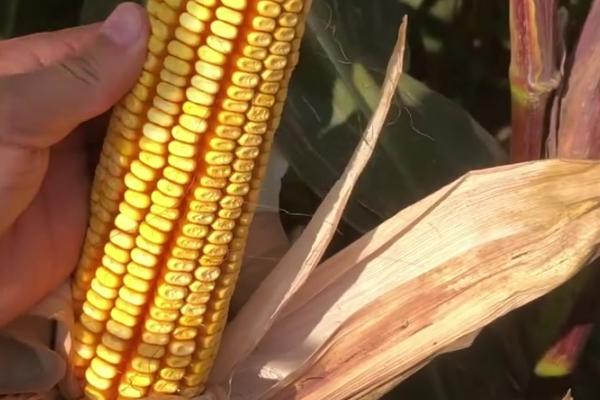 吉农糯77玉米品种的特性，中抗茎腐病（11.9%