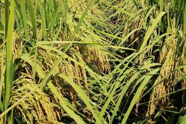 松粮云浪香水稻种子介绍，并喷施防治穗颈瘟药剂