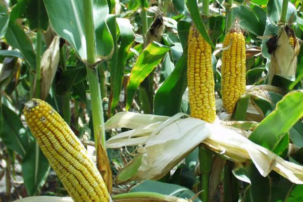 东单1009玉米品种的特性，密度4000株/亩左右