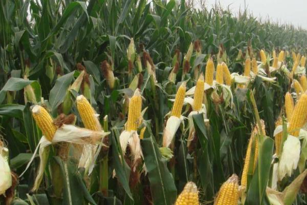 DG1909玉米品种的特性，适宜在肥力中上等的地块种植