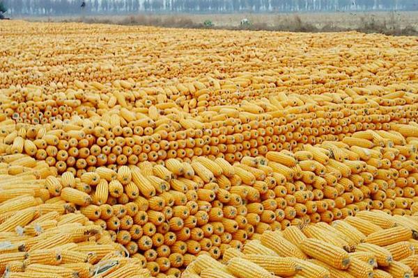 丹玉668玉米品种简介，密度3500株/亩左右