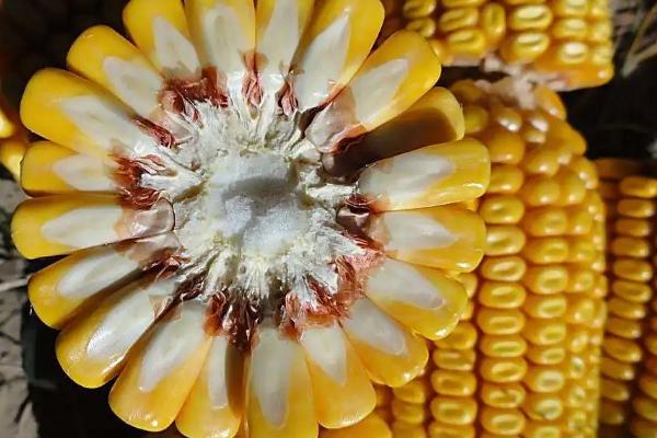 怡耀299玉米种子介绍，密度3500株/亩左右