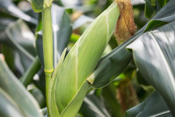美育509玉米品种的特性，中等肥力以上地块栽培