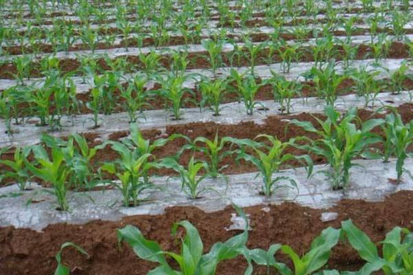 凤田2019玉米种子特征特性，中等肥力以上地块栽培