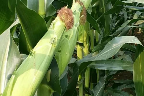 凤田2019玉米种子特征特性，中等肥力以上地块栽培