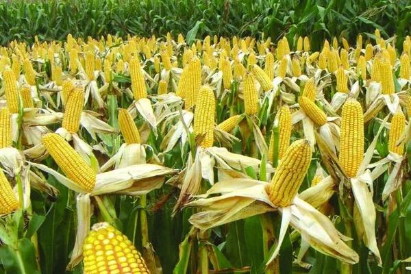 优迪871玉米品种的特性，出苗至成熟127天