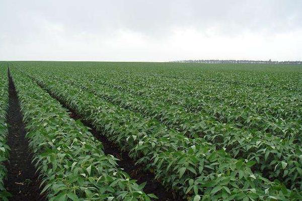 东生118大豆种子简介，8月中旬及时防治大豆食心虫