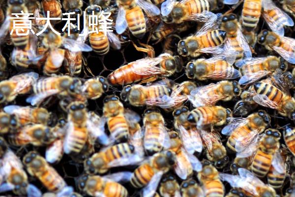 蜜蜂品种和优缺点介绍，包括中华蜜蜂、意大利蜂、东北黑蜂等种类