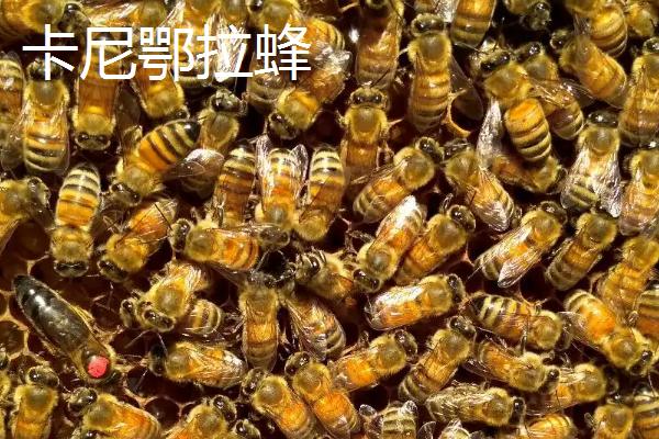 蜜蜂品种和优缺点介绍，包括中华蜜蜂、意大利蜂、东北黑蜂等种类