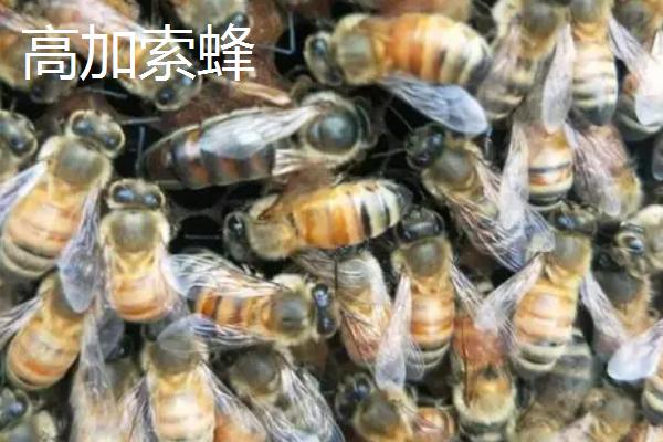 蜜蜂品种和优缺点介绍，包括中华蜜蜂、意大利蜂、东北黑蜂等种类