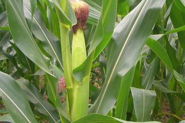 盛德6号玉米种子特征特性，达到优质高淀粉玉米品种标准