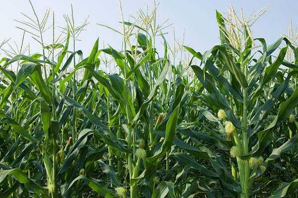 白臻玉329玉米种子介绍，达到优质高淀粉玉米品种标准