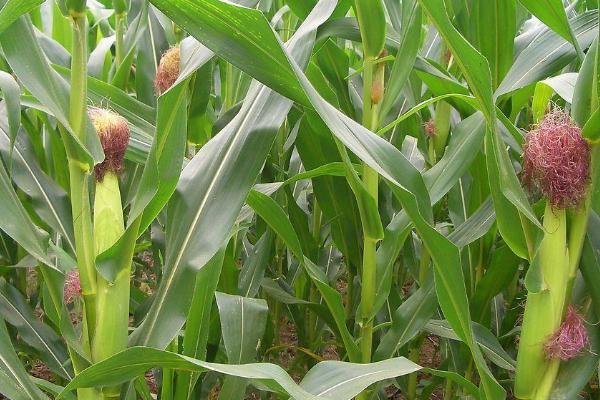 星玉90玉米种子特点，达到优质高淀粉玉米品种标准