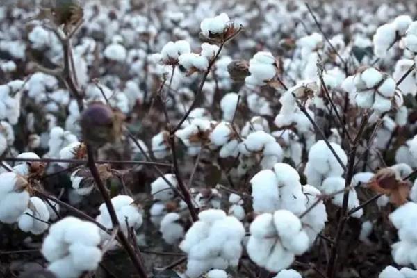 中棉所157棉花品种的特性，高抗红铃虫