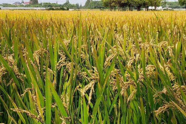 恒丰优兆和丝苗水稻种子介绍，综合防治病虫害
