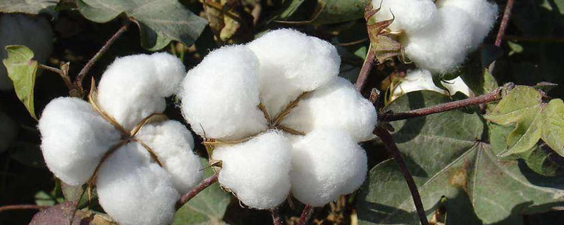 川杂棉61棉花种子介绍，该品种属转抗虫基因杂交品种