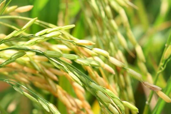 花香优781水稻品种的特性，该品种基部叶叶鞘绿色