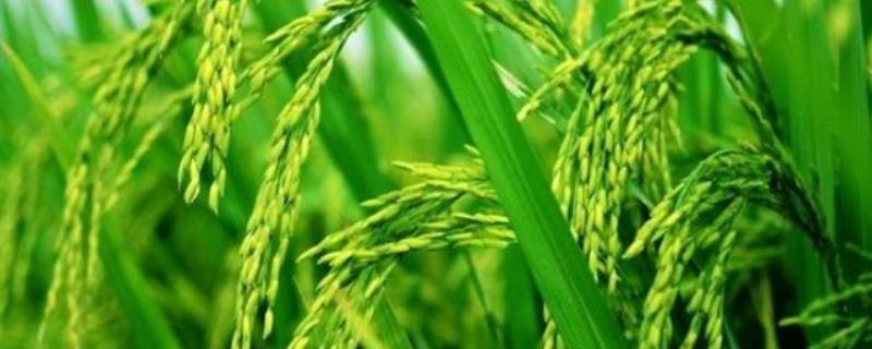 劲香6号水稻种子特点，该品种基部叶叶鞘绿色