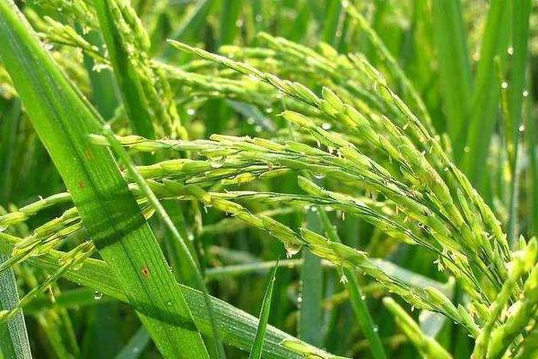 蜀优330水稻种子特征特性，该品种基部叶叶鞘绿色