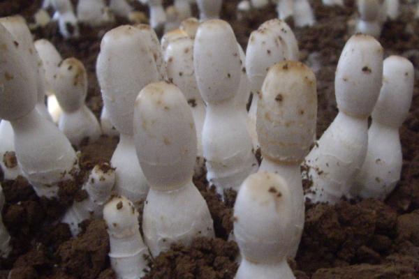 鸡腿菇种植技术，春秋两季皆可栽培