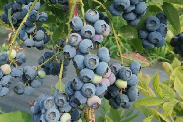 蓝莓的产地，原产地是加拿大东部和美国东部及南部