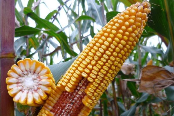 青农2004玉米种简介，适宜密度为每亩3500株左右