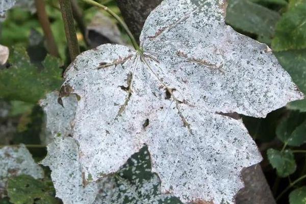 豌豆褐斑病，在温暖、多雨或潮湿条件下发病重