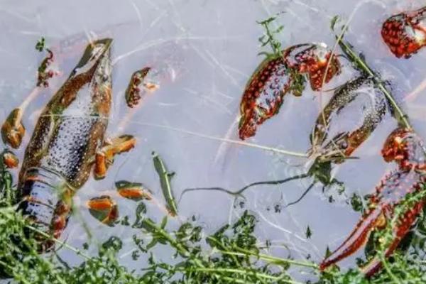 龙虾的养殖方法，首先需要对池塘消毒