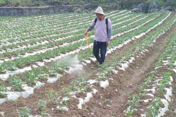 白菜长白斑打什么农药，嘧菌酯、苯醚甲环唑、嗯唑菌酮·霜脲氰等