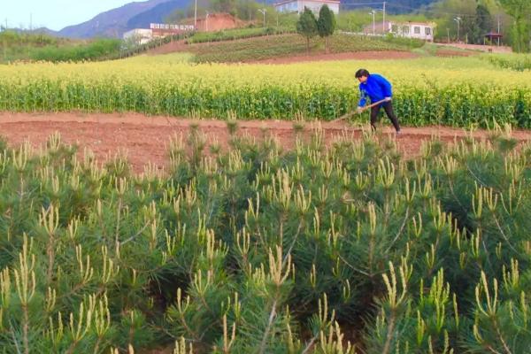 农作物播种、出苗期如何防治地下害虫，可实行轮作倒茬