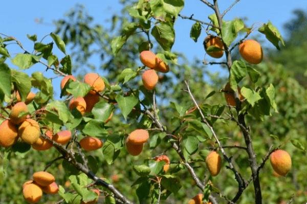 杏子栽培技术，种植苗需遮阳网覆盖