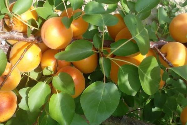 杏子栽培技术，种植苗需遮阳网覆盖