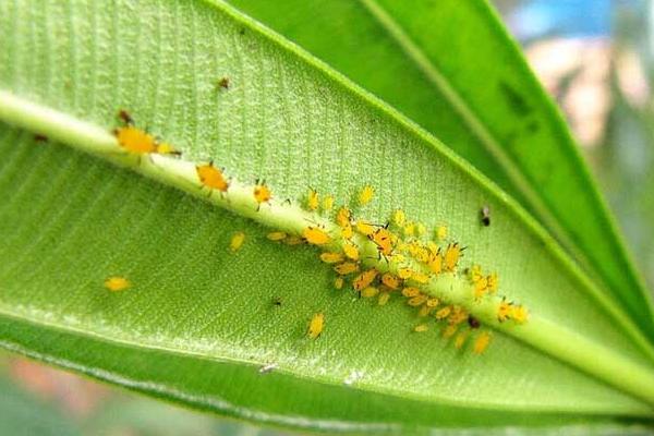 除蚜虫的环保方法，可以用大蒜、烟叶、辣椒等