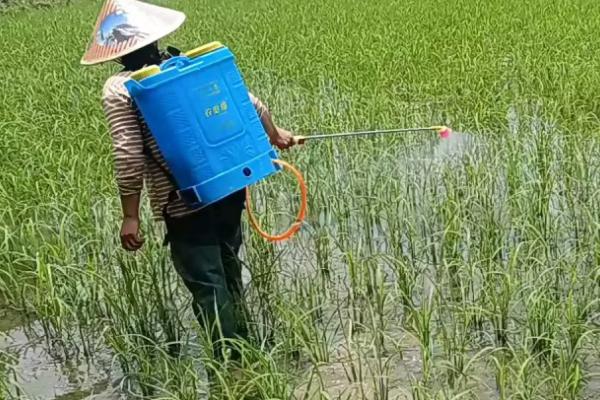 炔草酯的防治对象，主要防治小麦田禾本科杂草