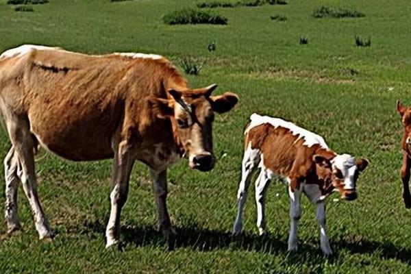 牛反刍吐草的原因，可能是消化功能紊乱或饲料喂得太多等