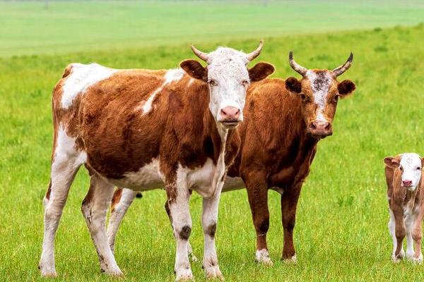 牛反刍吐草的原因，可能是消化功能紊乱或饲料喂得太多等