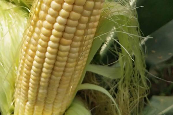 鲁宁58玉米品种的特性，适宜密度为每亩4500株左右