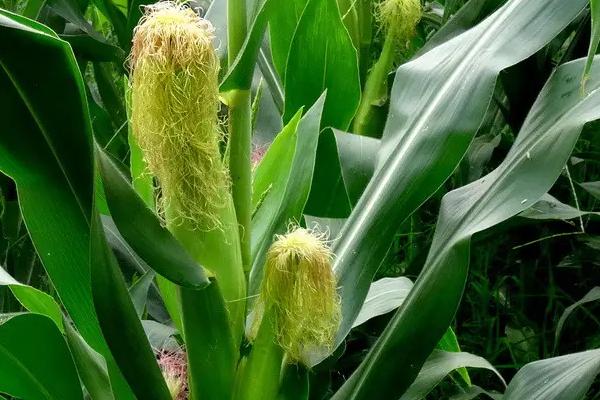鲁宁58玉米品种的特性，适宜密度为每亩4500株左右