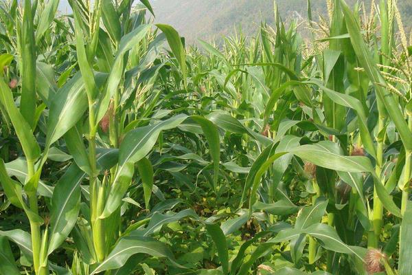 泽农1107玉米品种简介，适宜密度为每亩4500株左右